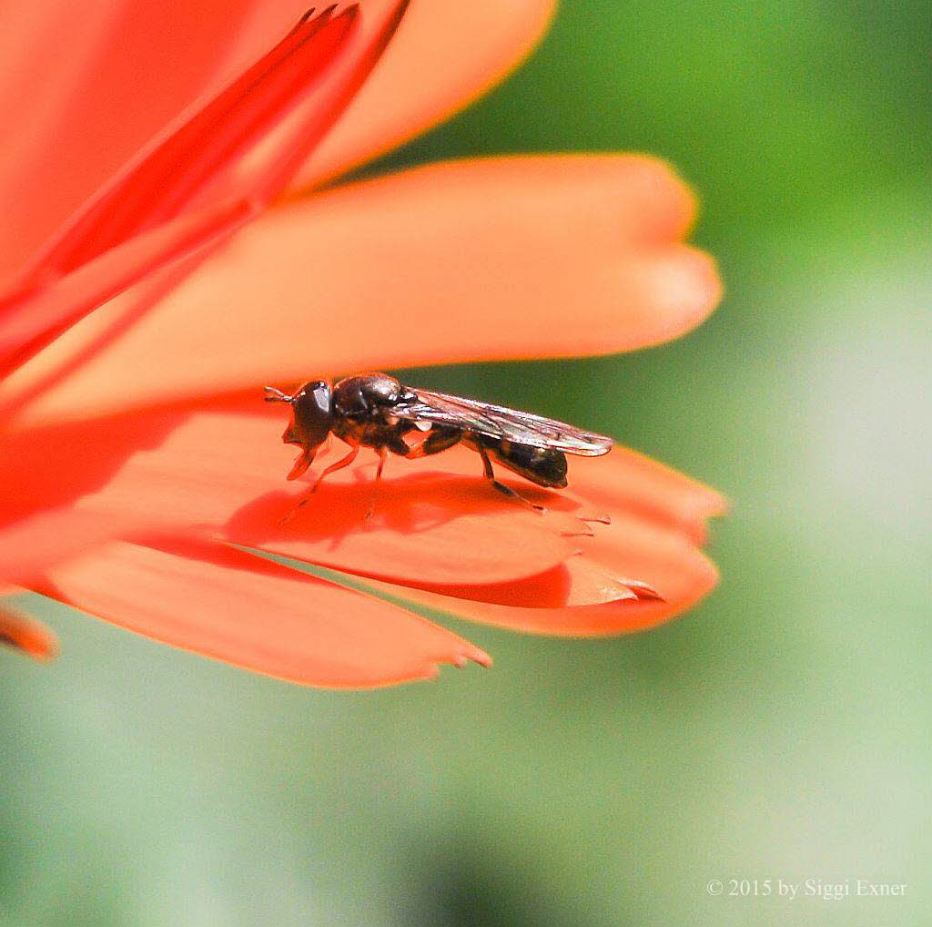 Neoascia podagria Gemeine Nadelschwebfliege