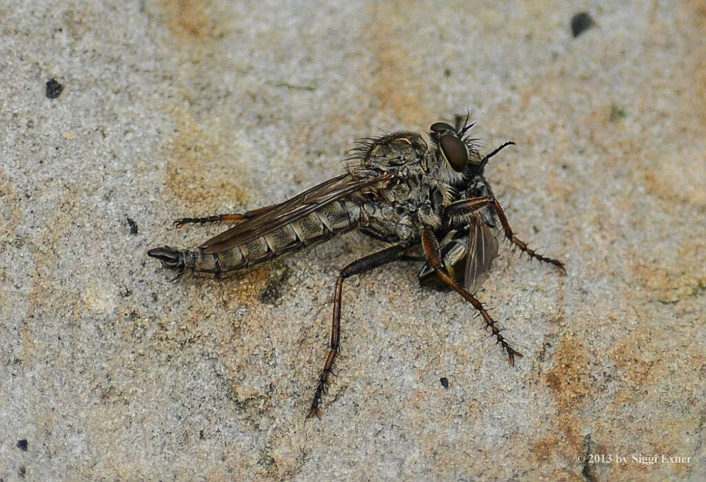 Gemeine Raubfliege Tolmerus atricapillus