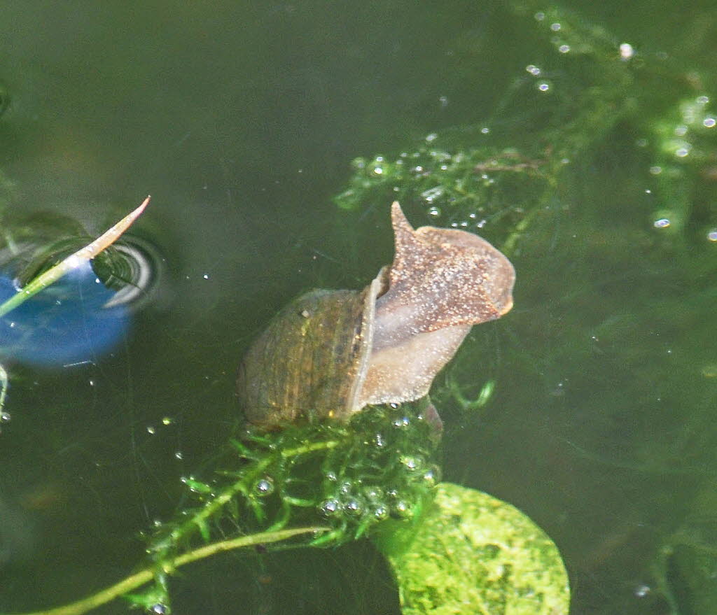 Gemeine Schlammschnecke Ampullaceana balthica_0020232