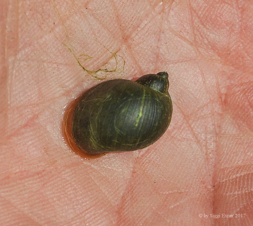 Gemeine Schlammschnecke Radix balthica_017420