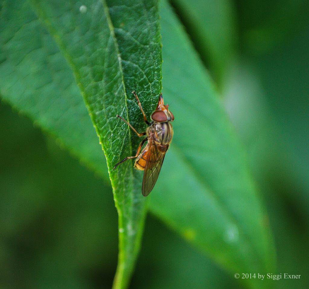 Rhingia campestris - Gem. Schnauzenschwebfliege