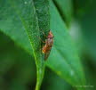 Rhingia campestris - Gem. Schnauzenschwebfliege