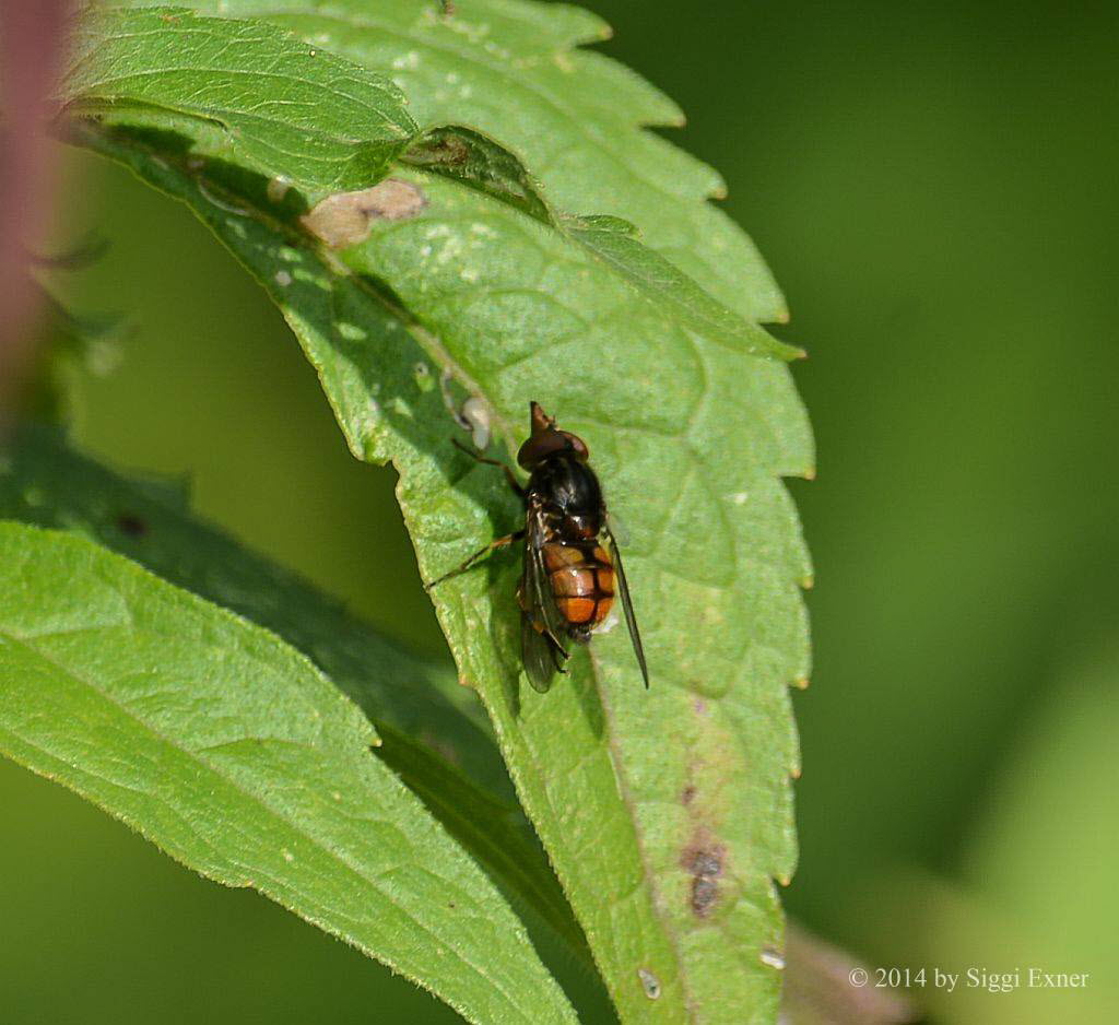 Rhingia campestris - Gem. Schnauzenschwebfliege