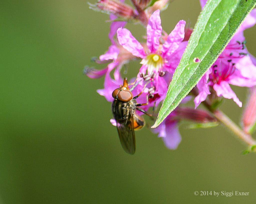 Rhingia campestris - Gem. Schnauzenschwebfliege