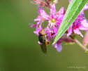 Rhingia campestris - Gem. Schnauzenschwebfliege