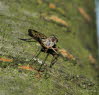 Gemeine Schnepfenfliege Rhagio scolopaceus