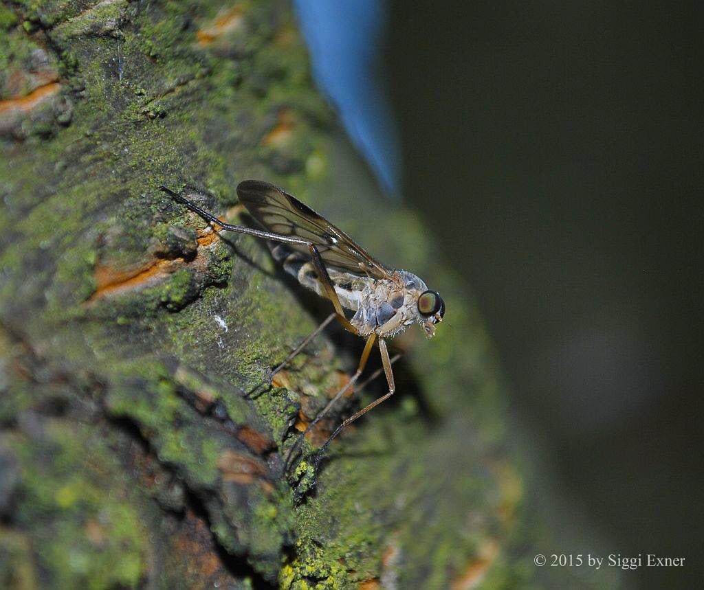 Gemeine Schnepfenfliege Rhagio scolopaceus