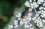 Chrysogaster solstitialis Gemeine Smaragdschwebfliege