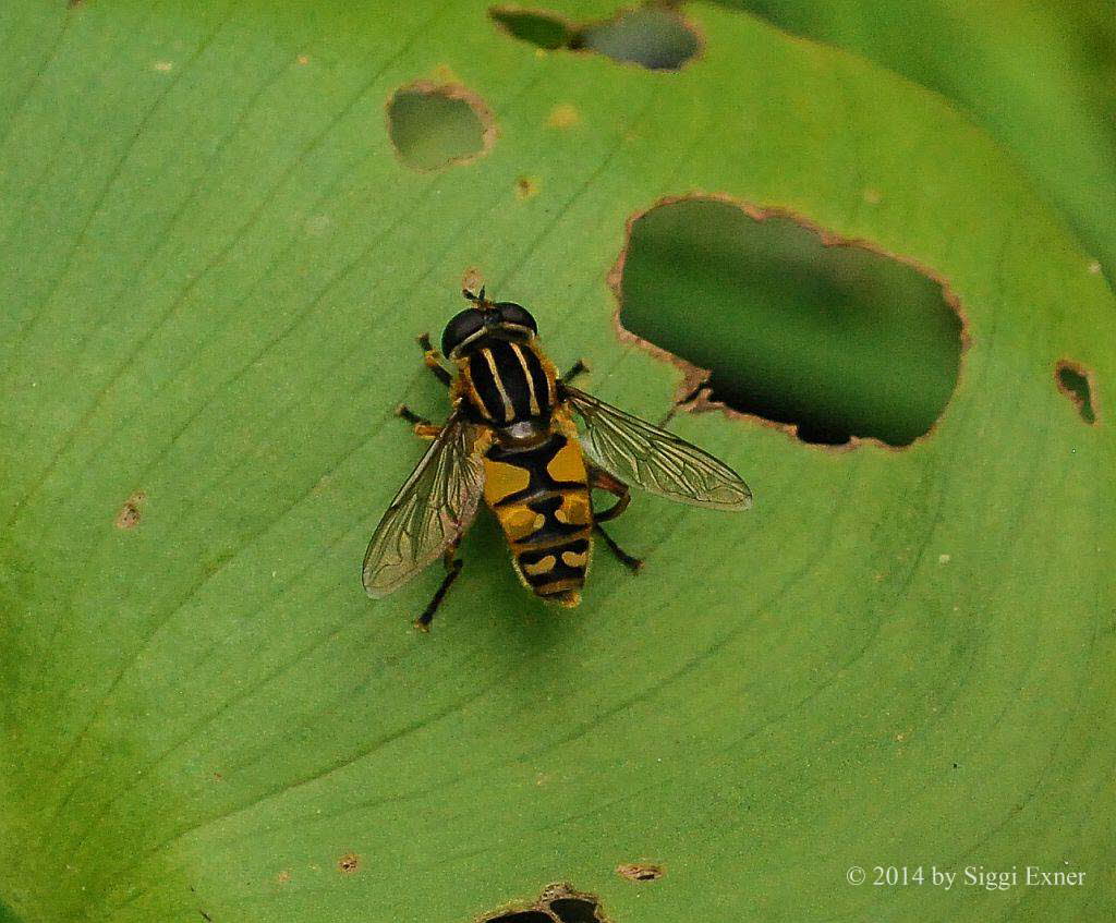 Helophilus pendulus Gemeine Sumpfschwebfliege 