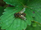 Helophilus pendulus Gemeine Sumpfschwebfliege 