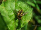 Helophilus pendulus Gemeine Sumpfschwebfliege 