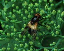 Volucella pellucens Gemeine Waldschwebfliege 