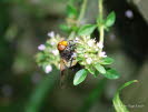 Volucella pellucens Gemeine Waldschwebfliege 