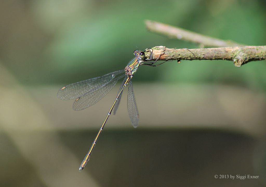 (Gemeine) Weidenjungfer Chalcolestes viridis