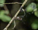 (Gemeine) Weidenjungfer Chalcolestes viridis