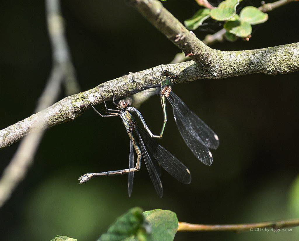 (Gemeine) Weidenjungfer Chalcolestes viridis