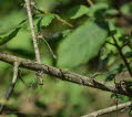 (Gemeine) Weidenjungfer Chalcolestes viridis