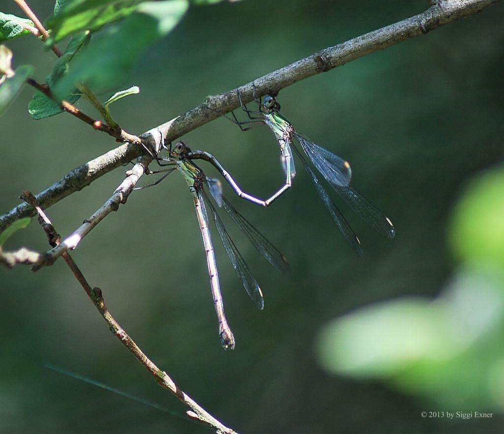 (Gemeine) Weidenjungfer Chalcolestes viridis