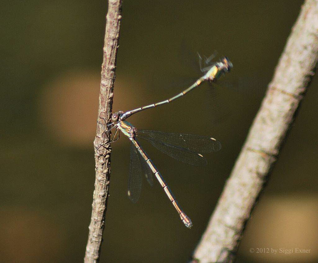 (Gemeine) Weidenjungfer Chalcolestes viridis