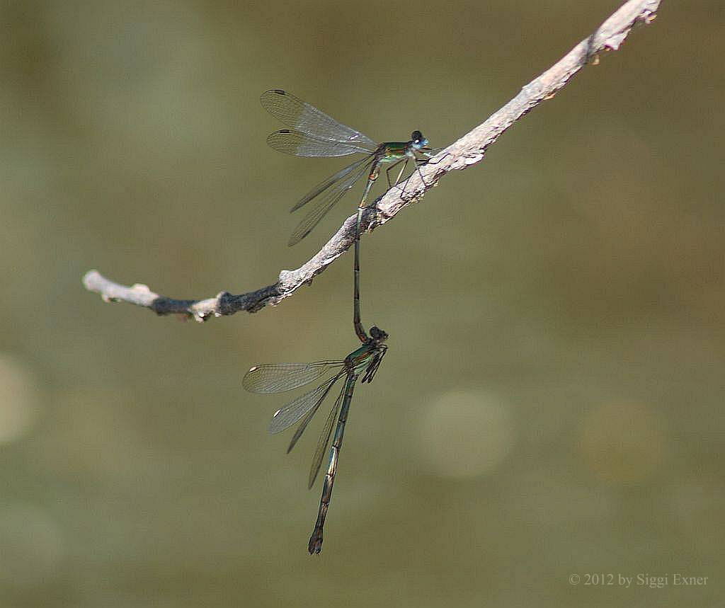 (Gemeine) Weidenjungfer Chalcolestes viridis