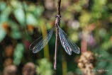 (Gemeine) Weidenjungfer Chalcolestes viridis