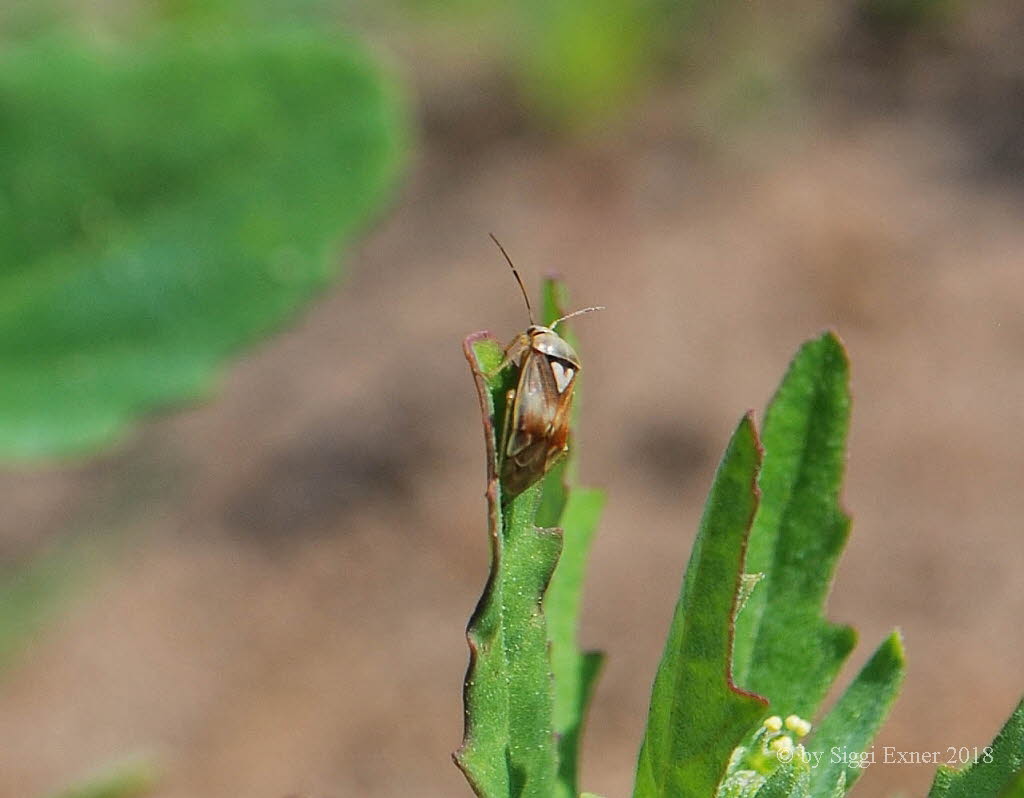 Lygus pratensis Gemeine Wiesenwanze