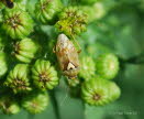 Lygus pratensis Gemeine Wiesenwanze