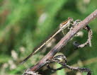 Gemeine Winterlibelle Sympecma fusca