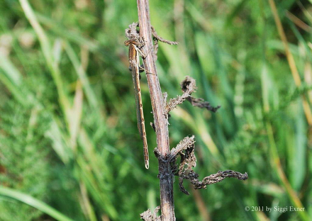 Gemeine Winterlibelle Sympecma fusca