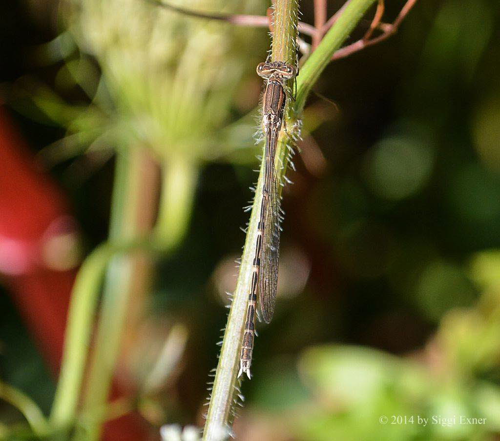 Gemeine Winterlibelle Sympecma fusca