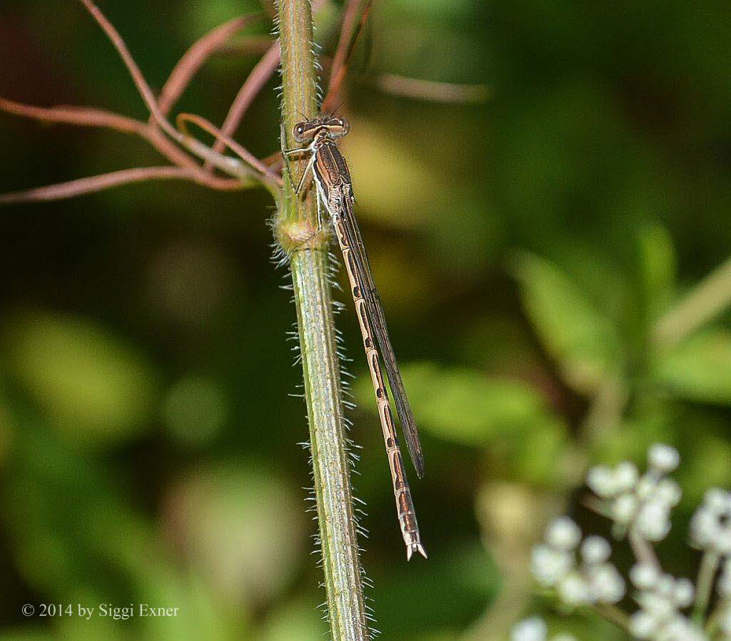 Gemeine Winterlibelle Sympecma fusca