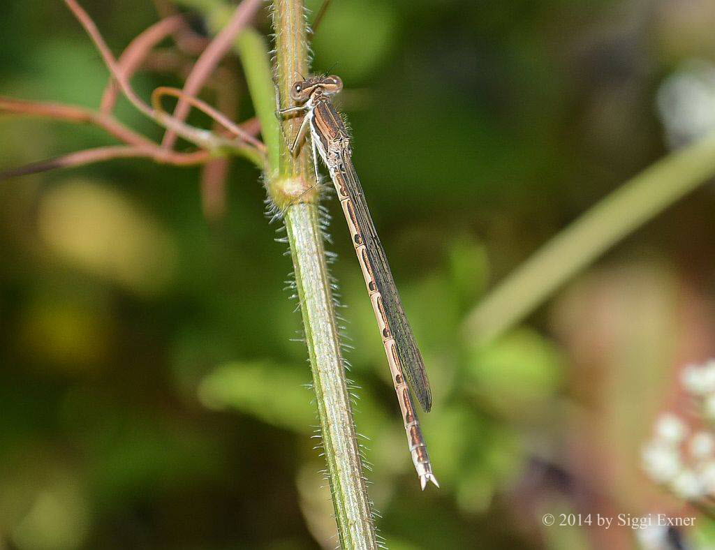 Gemeine Winterlibelle Sympecma fusca