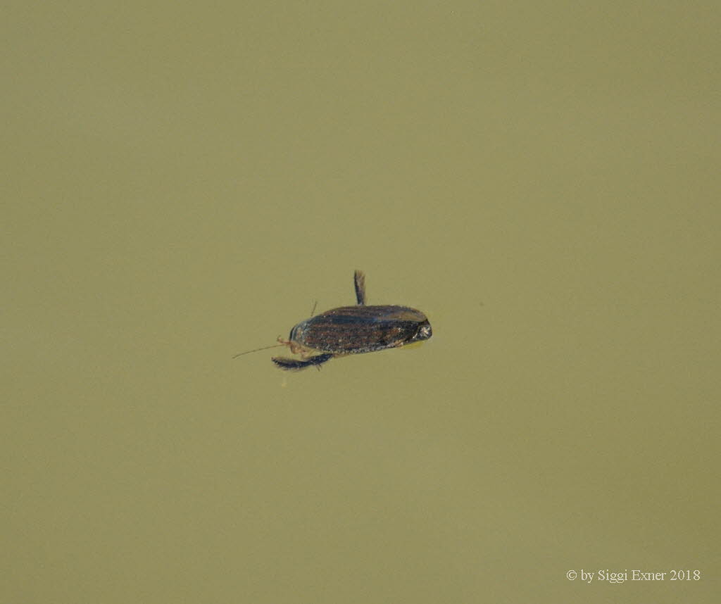 Acilius sulcatus Gemeiner Furchenschwimmer 