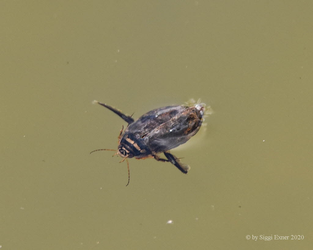 Acilius sulcatus Gemeiner Furchenschwimmer 