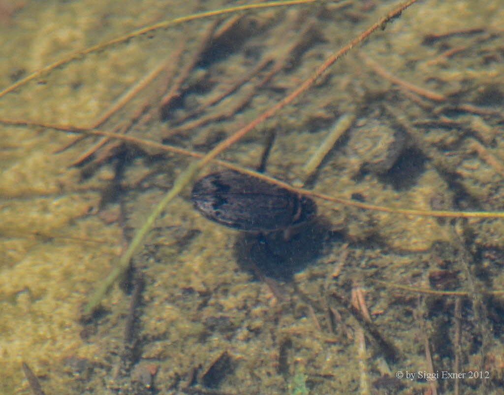 Acilius sulcatus Gemeiner Furchenschwimmer 