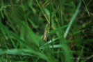 Gemeiner Grashpfer Chorthippus parallelus