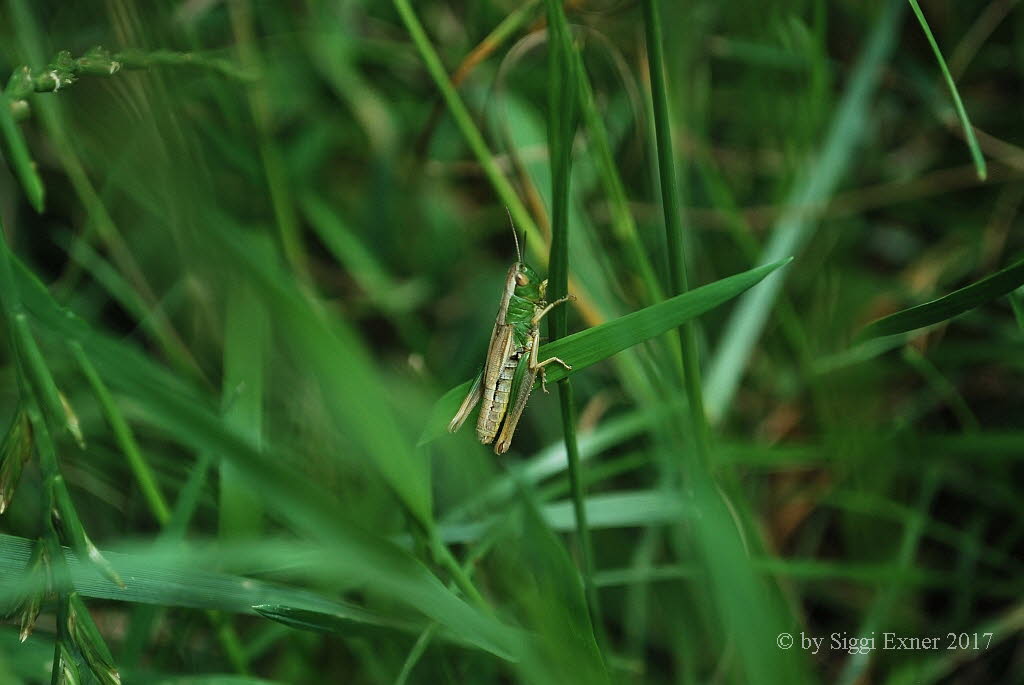 Gemeiner Grashpfer Chorthippus parallelus