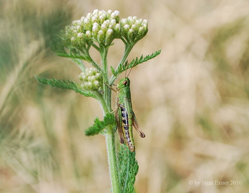 Gemeiner Grashpfer Chorthippus parallelus