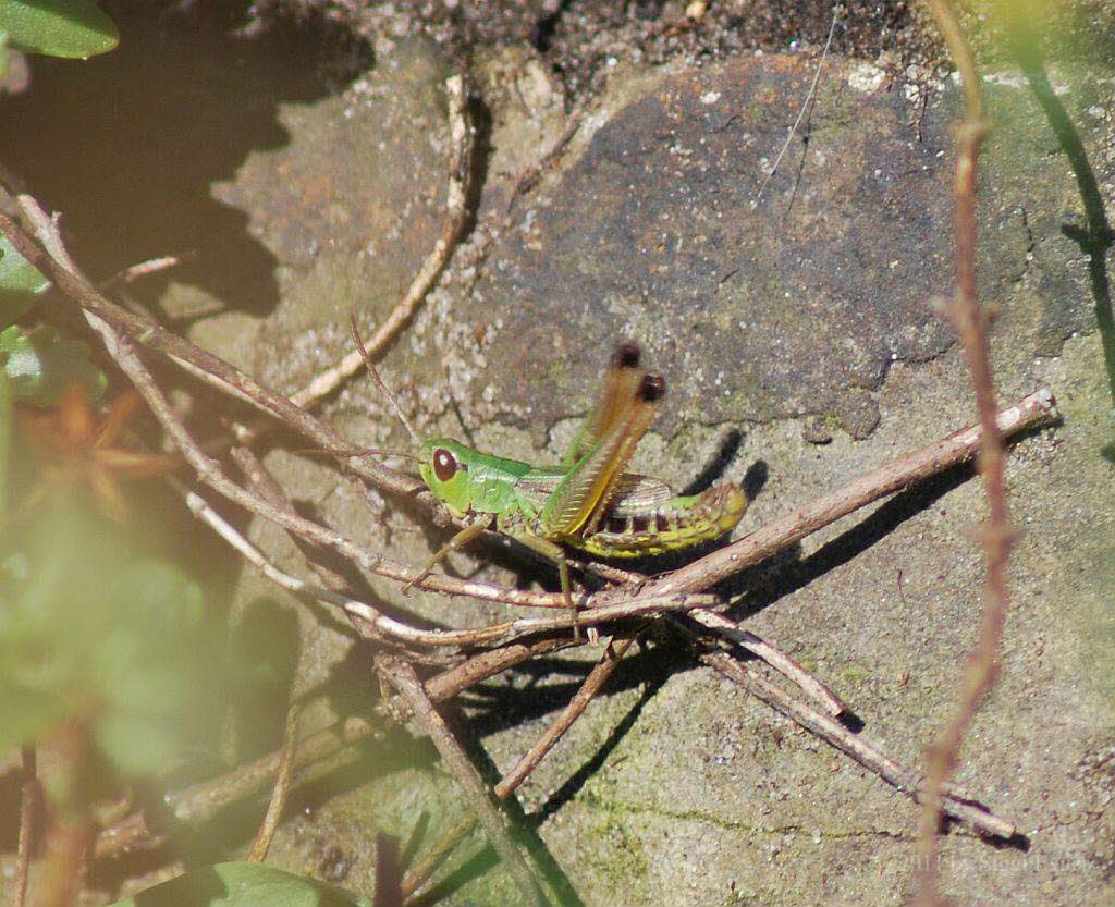 Gemeiner Grashpfer Chorthippus parallelus