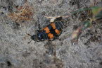 Gemeiner Totengrber Nicrophorus vespillo