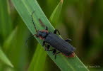 Cantharis fusca Gemeiner Weichkfer