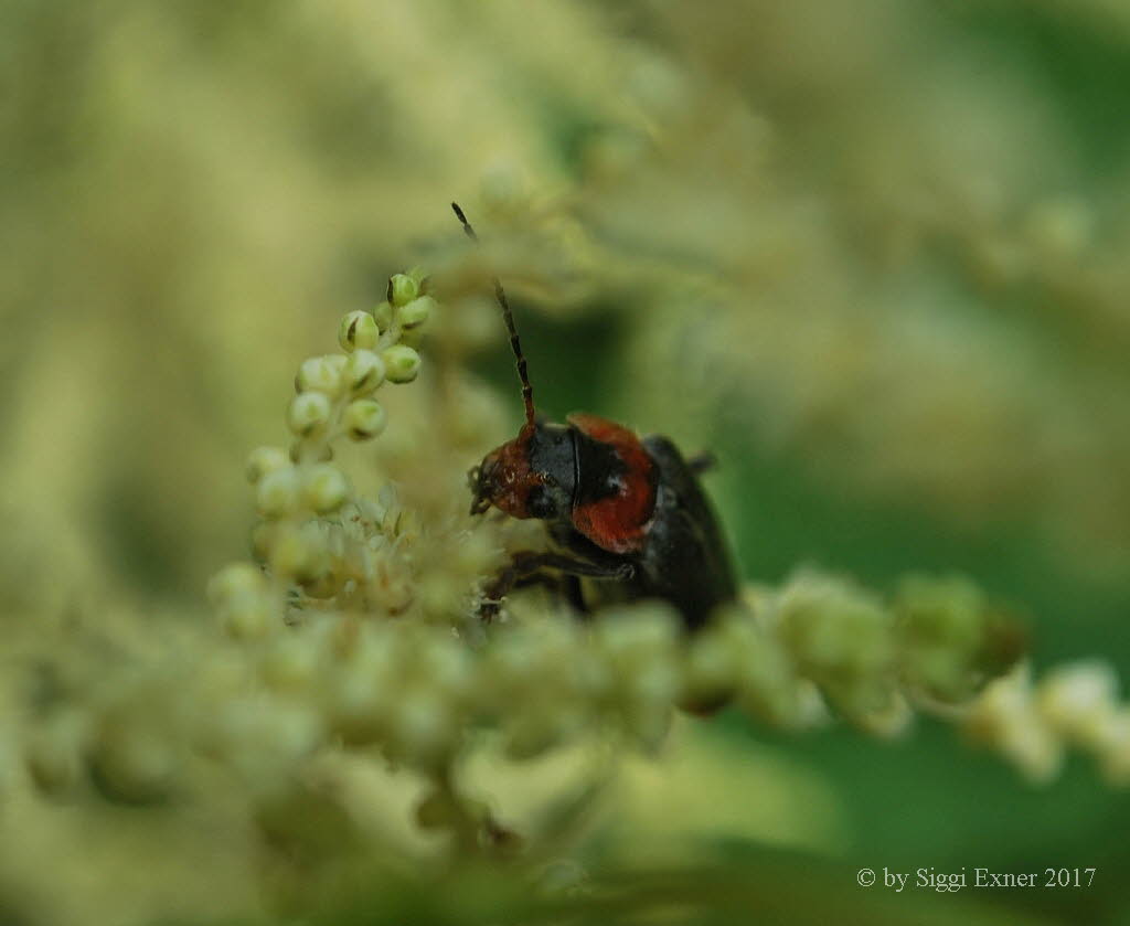 Cantharis fusca Gemeiner Weichkfer