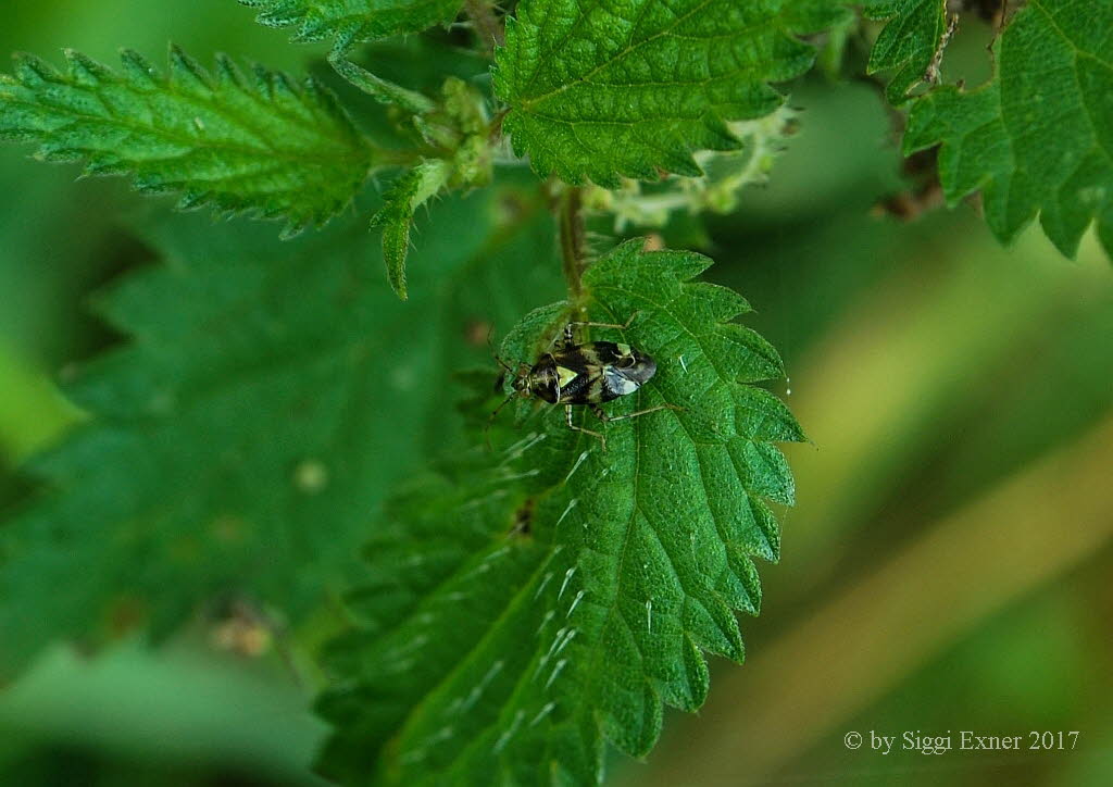 Liocoris tripustulatus Gepunktete Nesselwanze