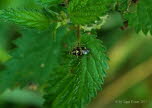 Liocoris tripustulatus Gepunktete Nesselwanze