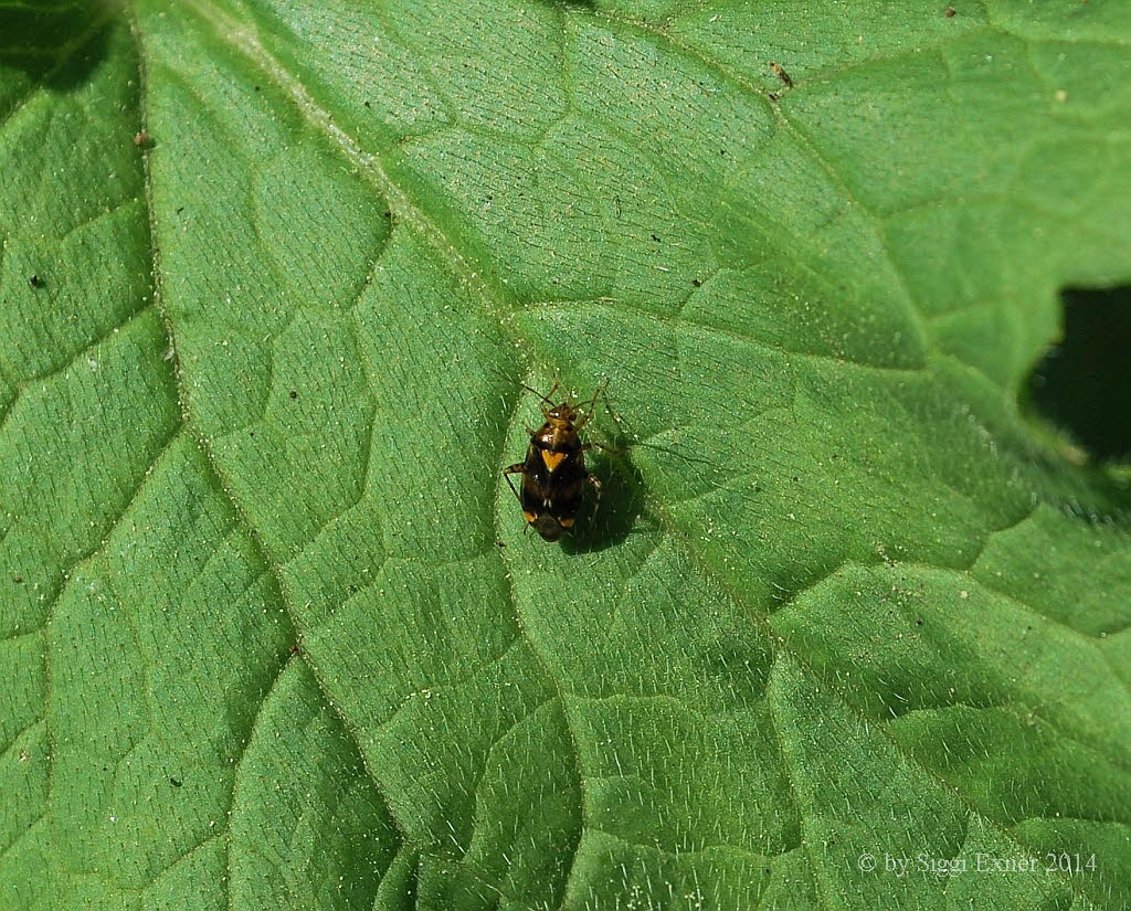 Liocoris tripustulatus Gepunktete Nesselwanze