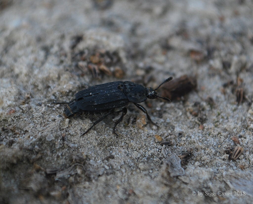 Gerippter Totenfreund Thanatophilus sinuatus_0022888