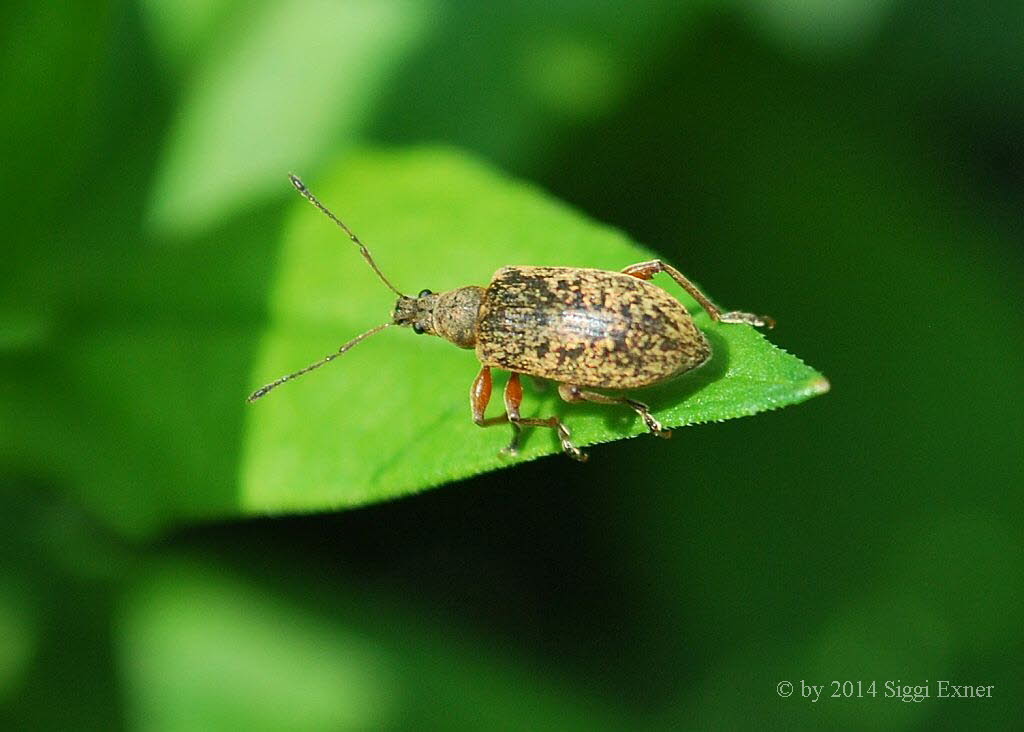 Gespornter Blattrssler Phyllobius glaucus