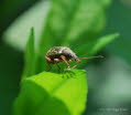 Gespornter Blattrssler Phyllobius glaucus