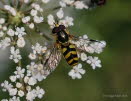 Dasysyrphus albostriatus Gestreifte Waldschwebfliege