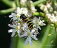 Dasysyrphus albostriatus Gestreifte Waldschwebfliege